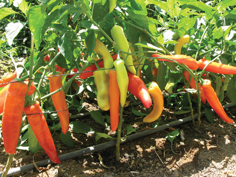 Peppers, Hungarian Hot Wax Organic