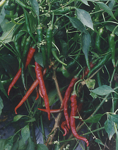 Peppers, Cayenne Long Slim