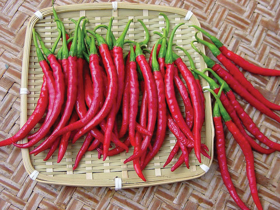 Peppers, Flame Hybrid -SO