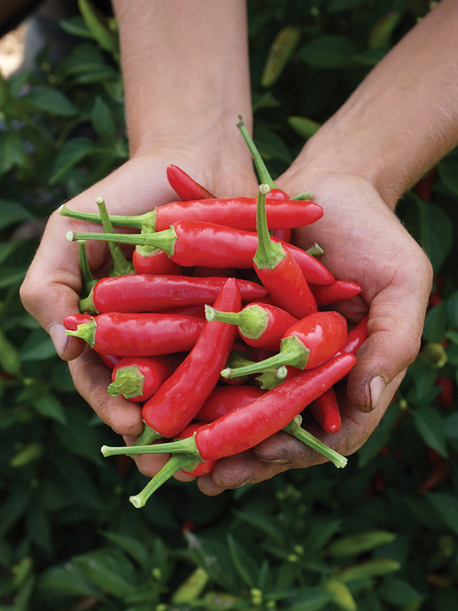 Peppers, Super Chili Hybrid