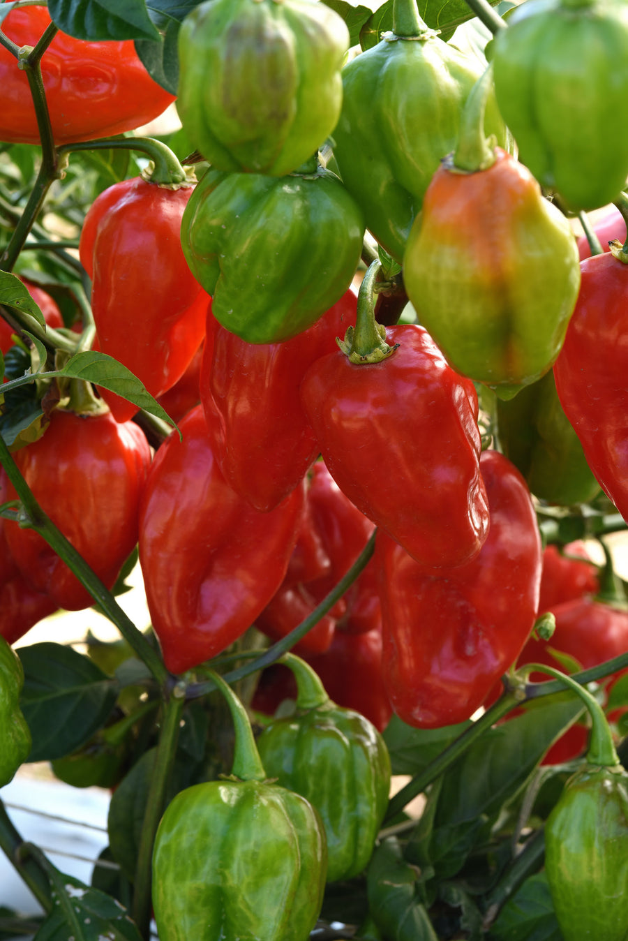 Pepper, Primero Red