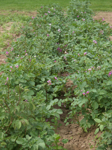 Potato, Clancy Hybrid (pellets)