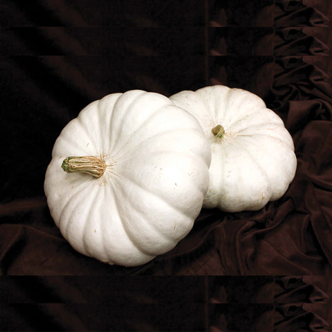 Pumpkin, White Flat Boer Ford