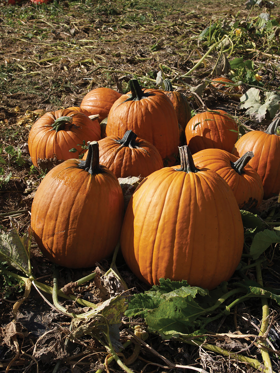 Pumpkin, Howden