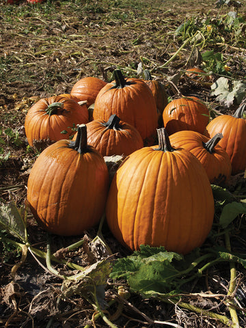 Pumpkin, Howden