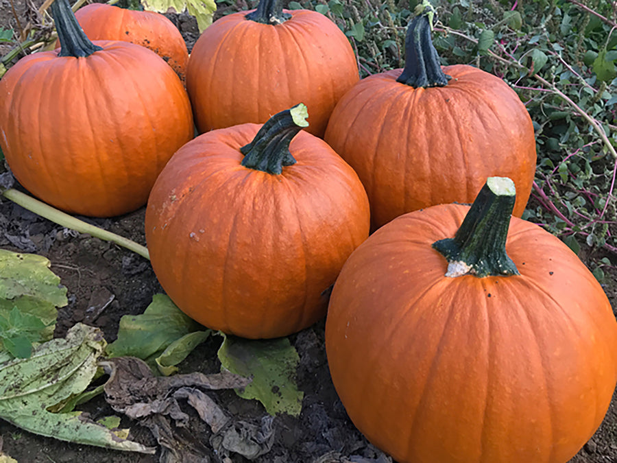 Pumpkin, Bellatrix Hybrid Organic