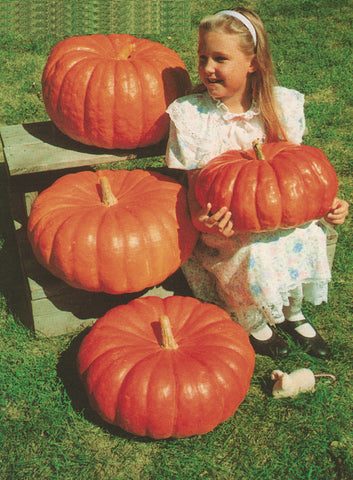 Pumpkin, Rouge Vif d'Etampes