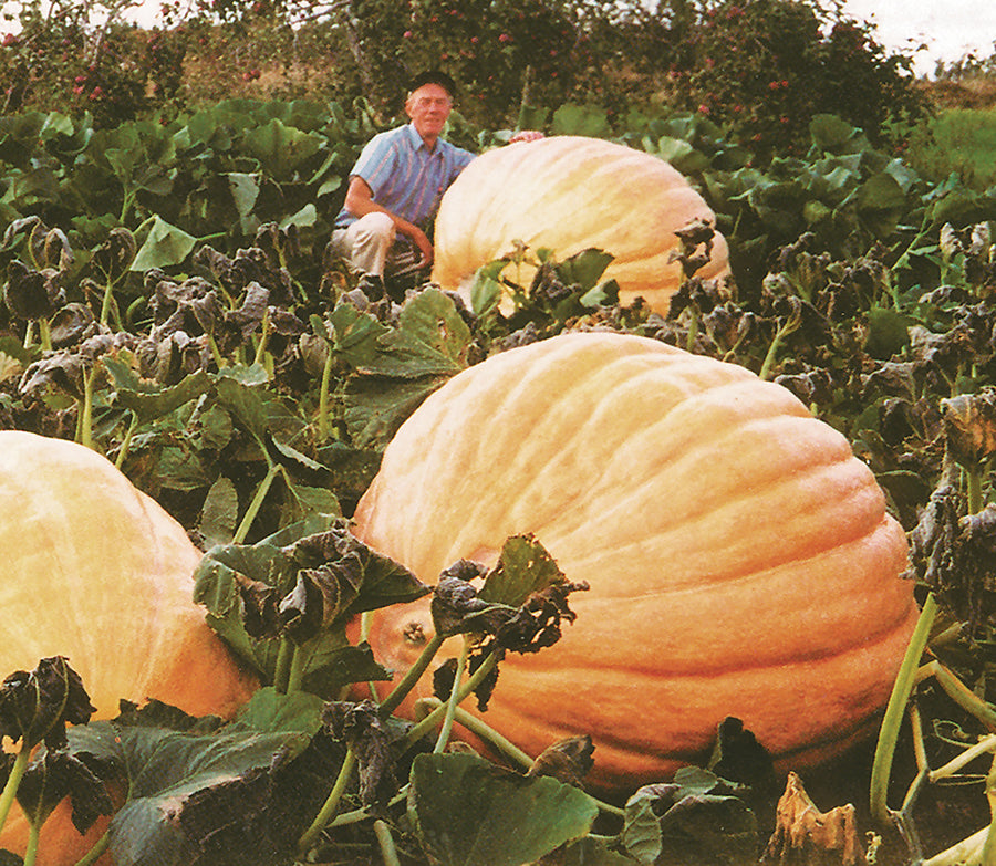 Pumpkin, Dill's Atlantic Giant :SE