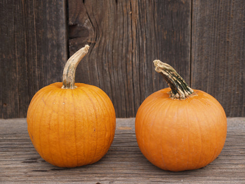 Pumpkin, Small Sugar
