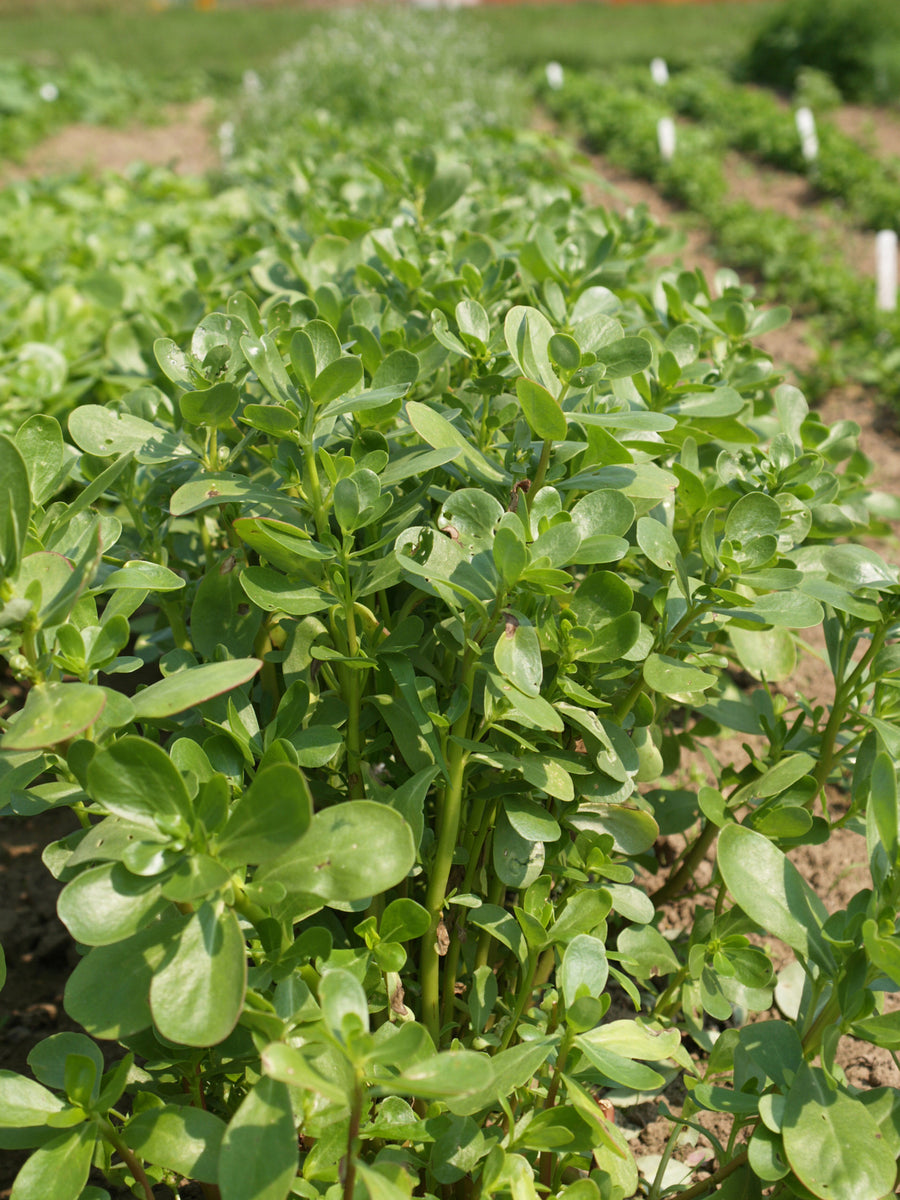 Purslane, Green