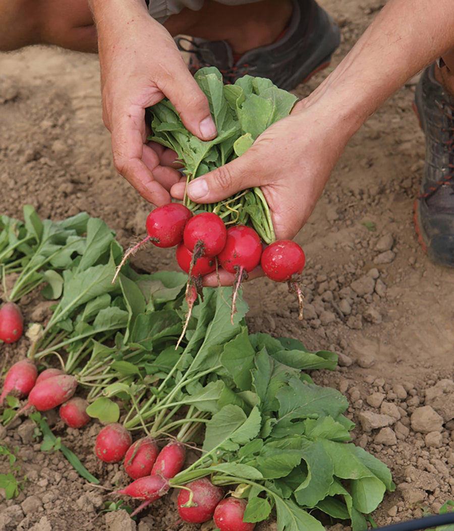 Radish, Iset Hybrid