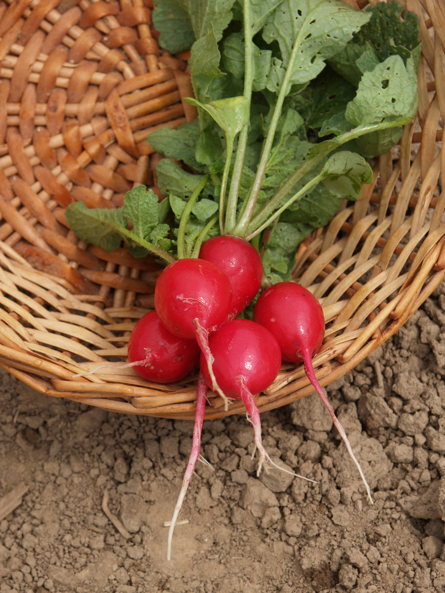 Radish, Cherry Belle