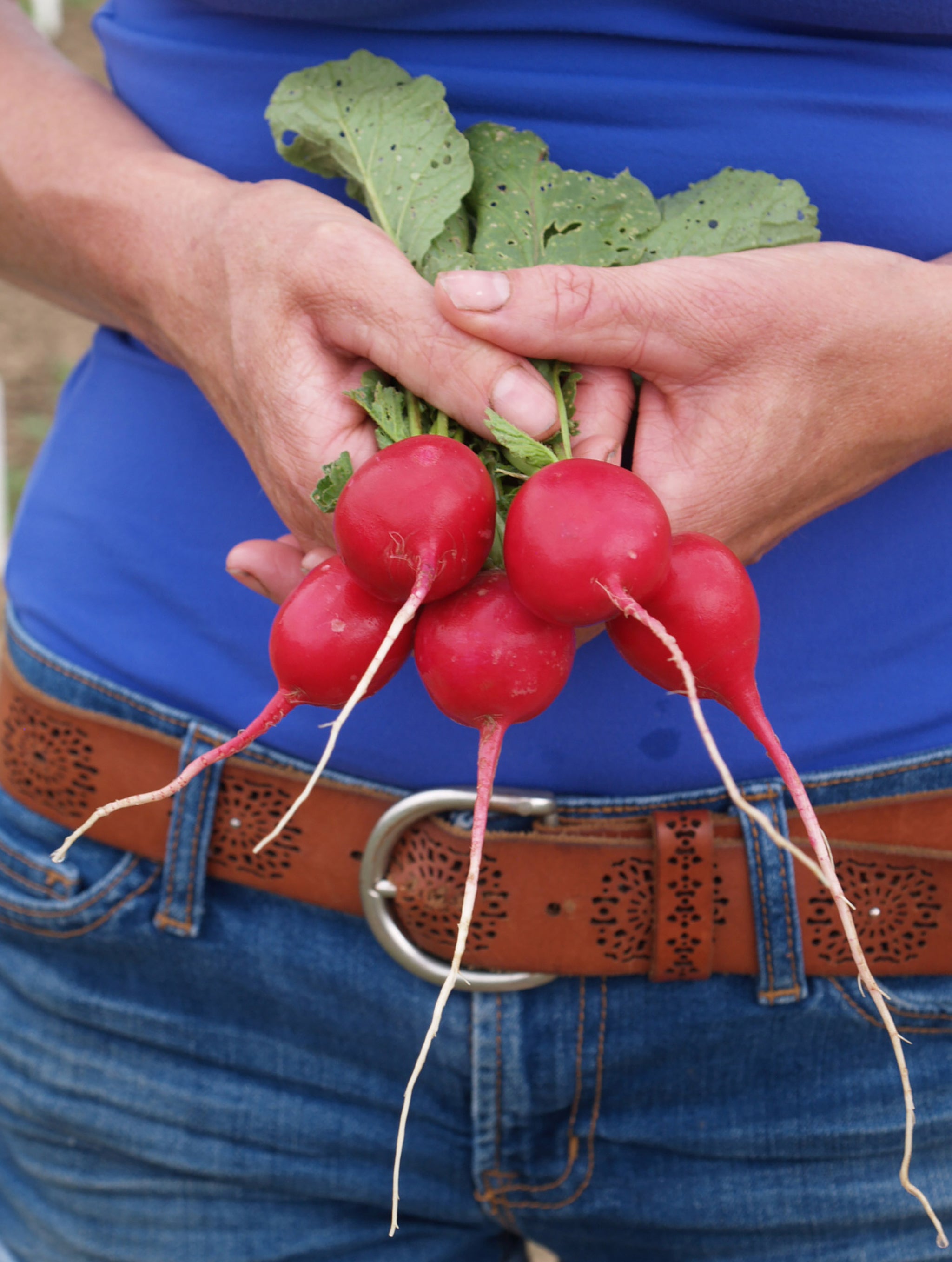 Radish, Raxe – William Dam Seeds
