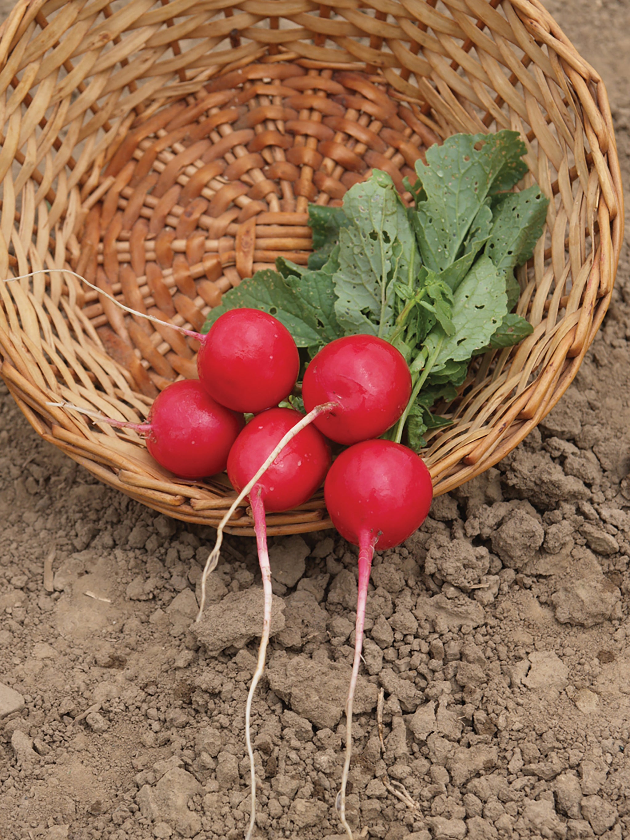 Radish, Raxe Organic – William Dam Seeds