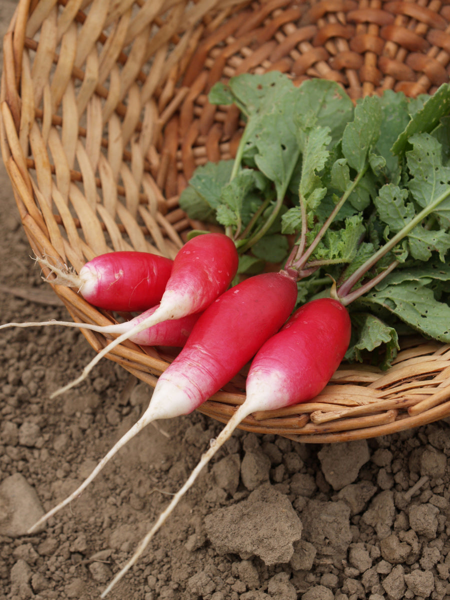 Radish, Patricia Organic