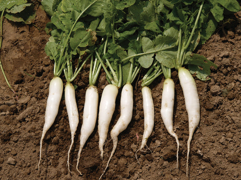 Radish, Eiszapfen