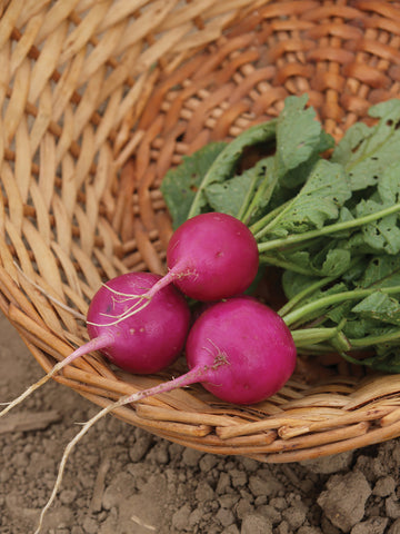 Radish, Amethyst