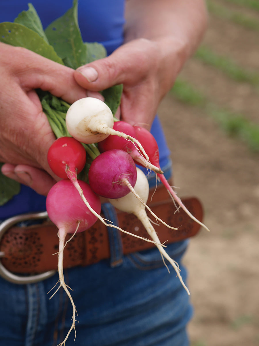 Radish, Easter Egg Hybrid Mix