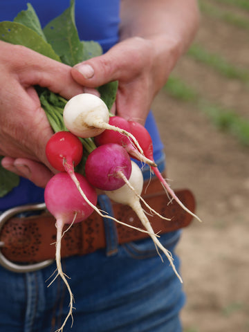 Radish, Easter Egg Hybrid Mix