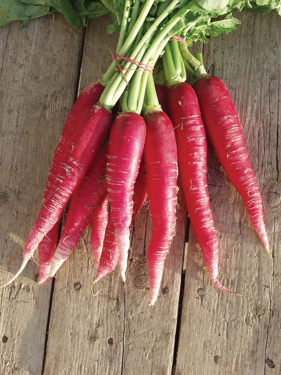 Winter Radish, Ostergruss Rosa Organic