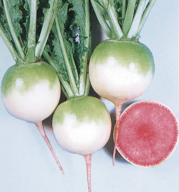 Winter Radish, Red Meat