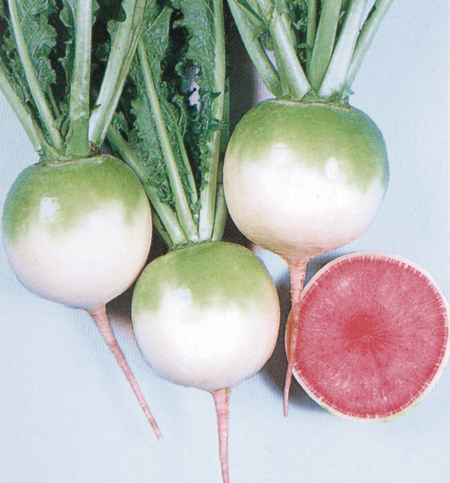 Winter Radish, Red Meat