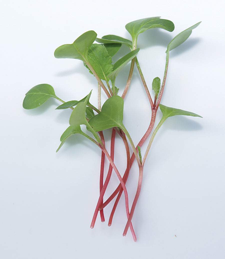 Winter Radish, Red Arrow / China Rose