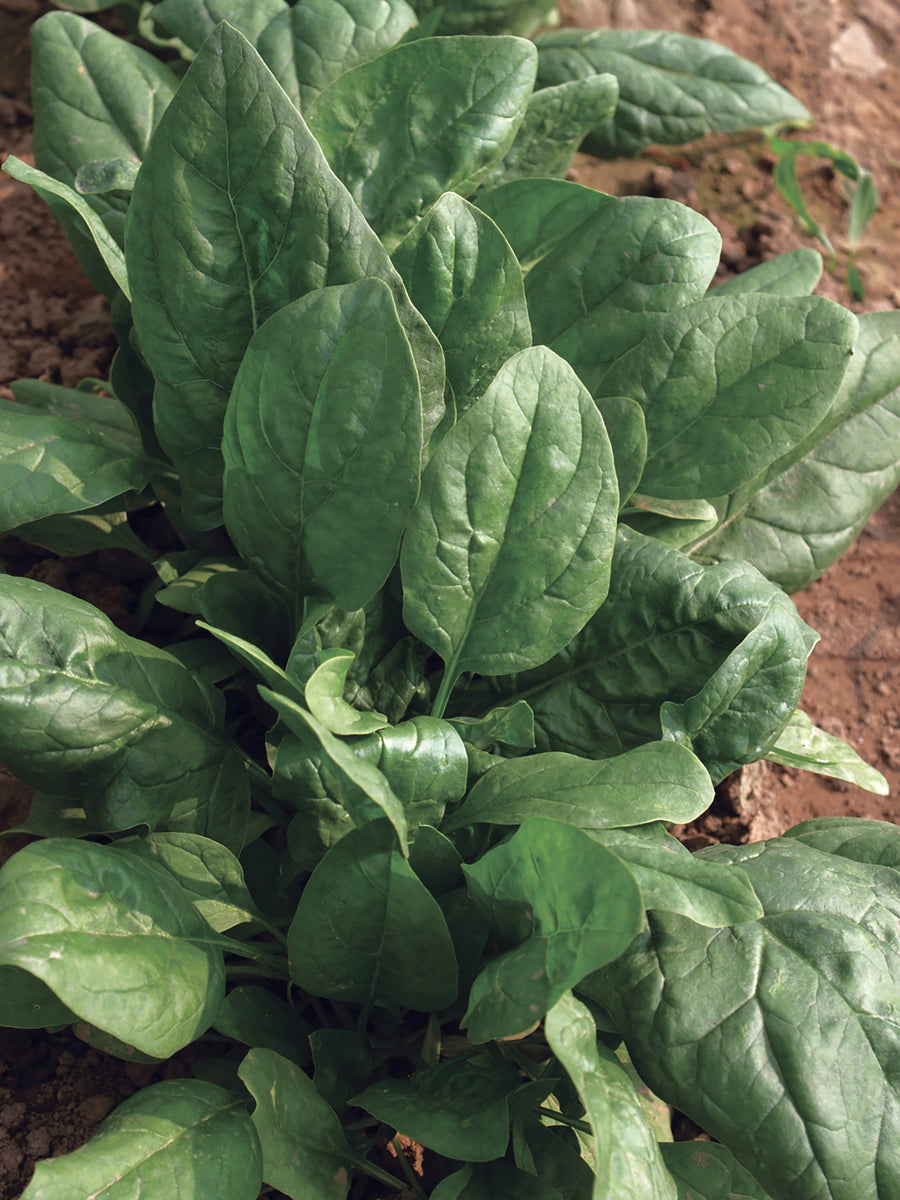Spinach, Space Hybrid Organic