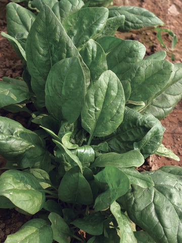 Spinach, Space Hybrid