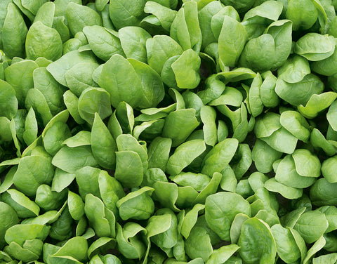 Spinach, Renegade Hybrid Organic