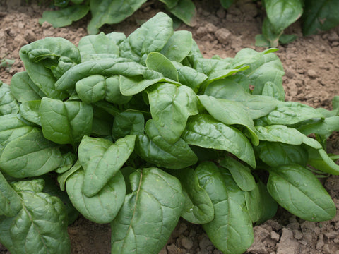 Spinach, Reflect Hybrid