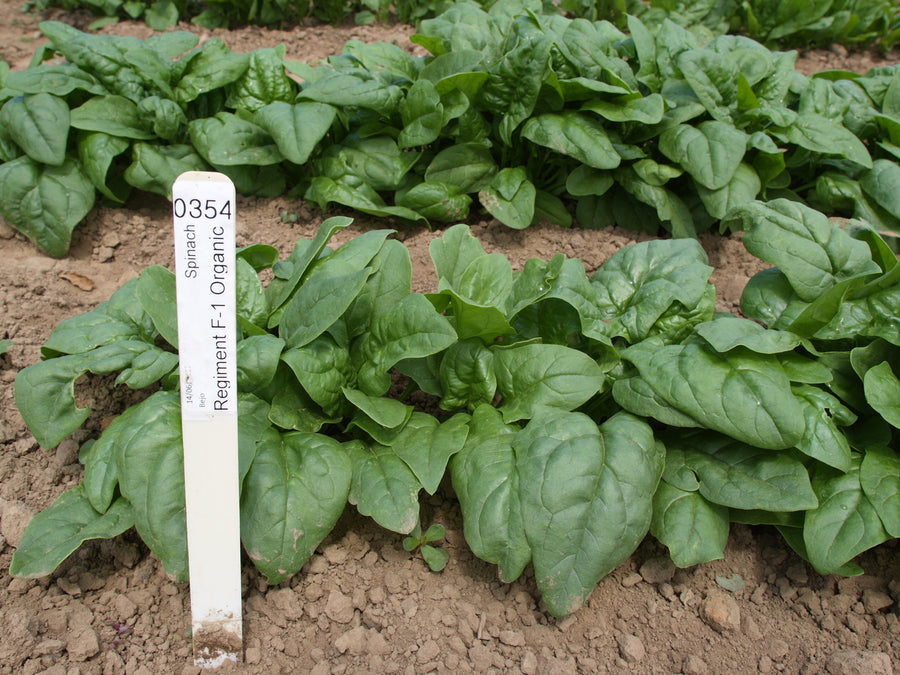 Spinach, Regiment Hybrid Organic
