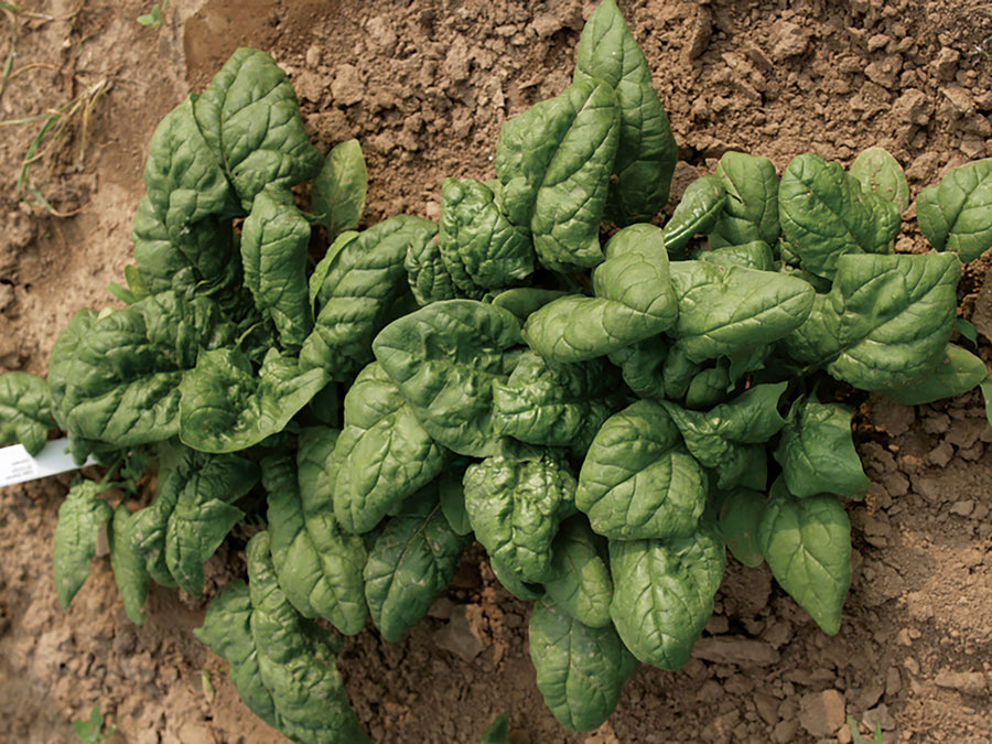 Spinach, Bloomsdale Dark Green