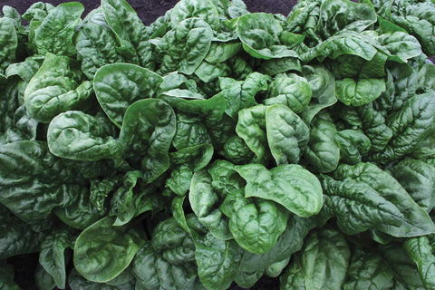 Spinach, Olympia Hybrid