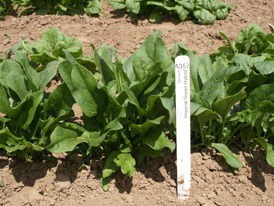 Spinach, Imperial Star Hybrid