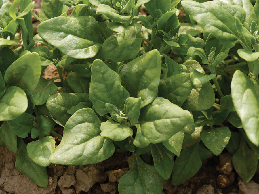Spinach, Tetragonia Expansa