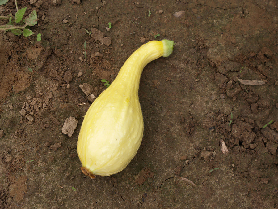 Summer Squash, Early Golden Crookneck