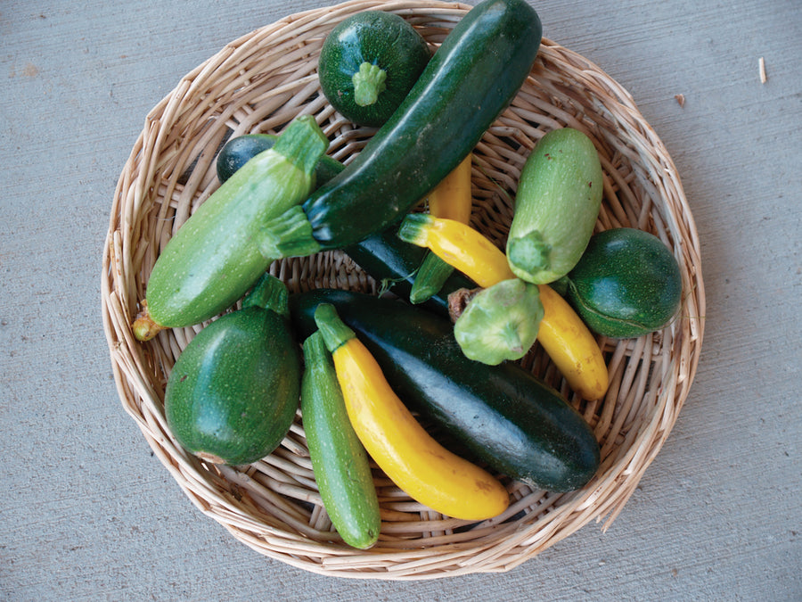 Summer Squash, Summer Melody Hybrid