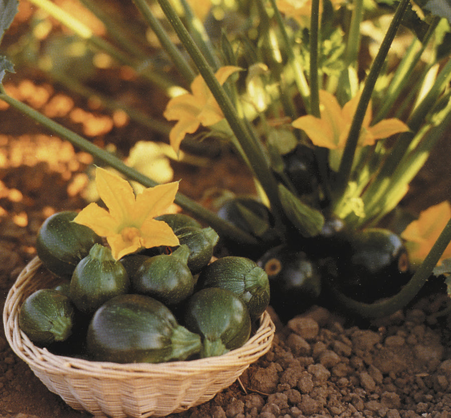 Summer Squash, Eight Ball Hybrid