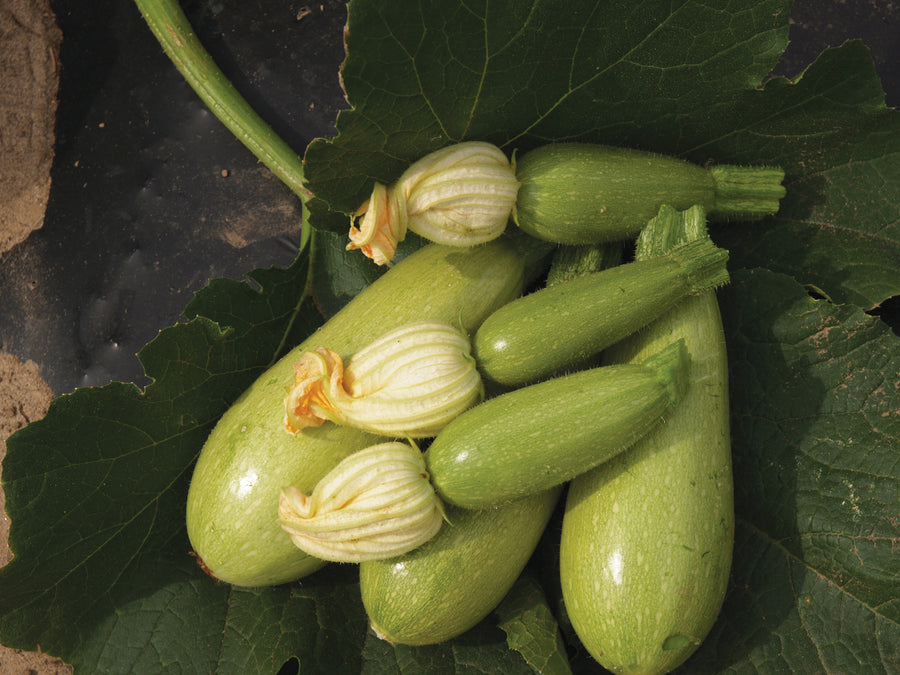 Summer Squash, Deema Hybrid