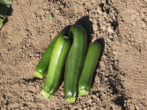 Summer Squash, Black Beauty Organic :CF