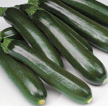 Summer Squash, Dunja Hybrid Organic
