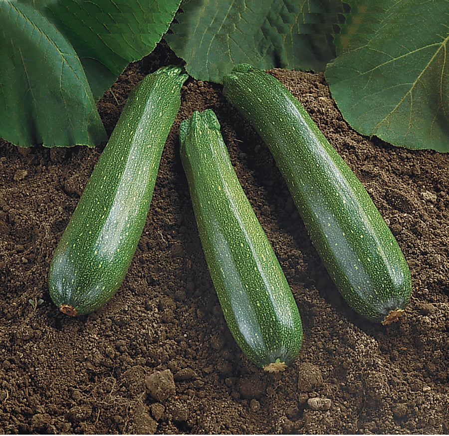 Summer Squash, Spineless Beauty Hybrid