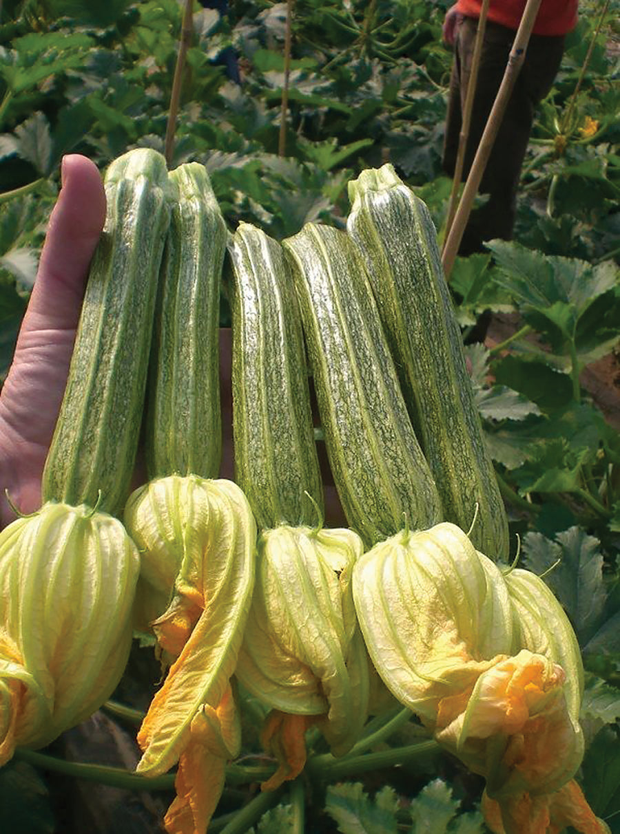 Summer Squash, Cassia Hybrid Organic :CF