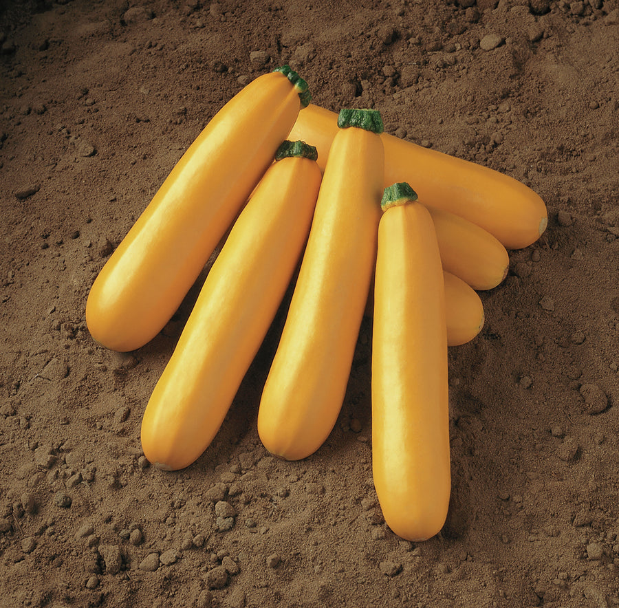 Summer Squash, Golden Delight Hybrid