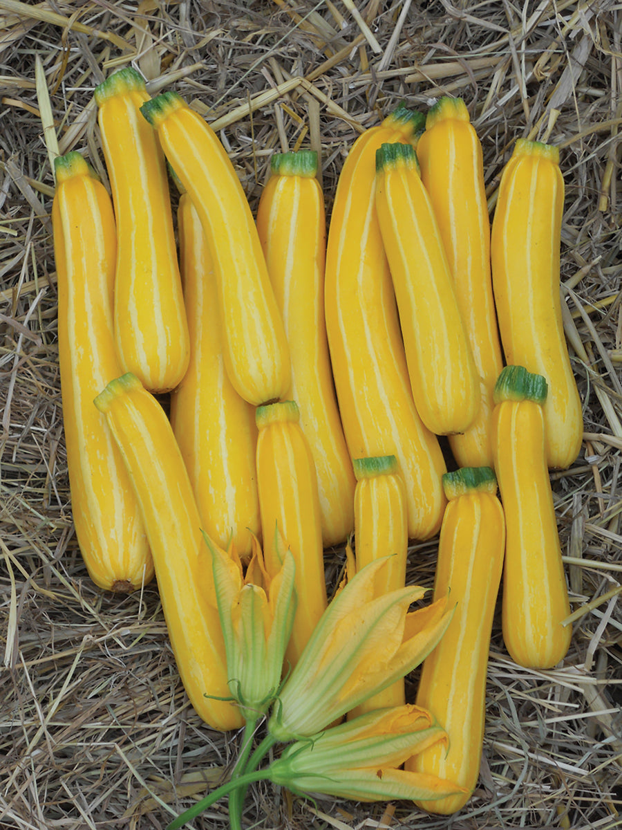 Summer Squash, Sun Stripe Hybrid:SE
