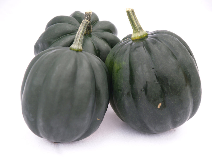 Winter Squash, Table Ace Hybrid