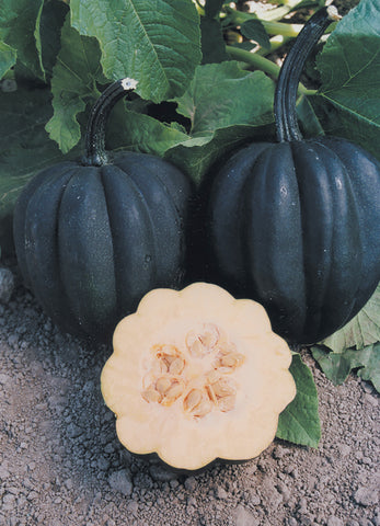 Winter Squash, Autumn Delight Hybrid