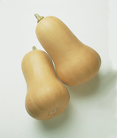 Winter Squash, Early Butternut Hybrid