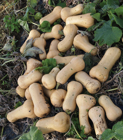 Winter Squash, Early Butternut Hybrid